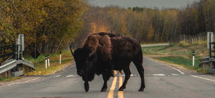 Bull in middle of the road