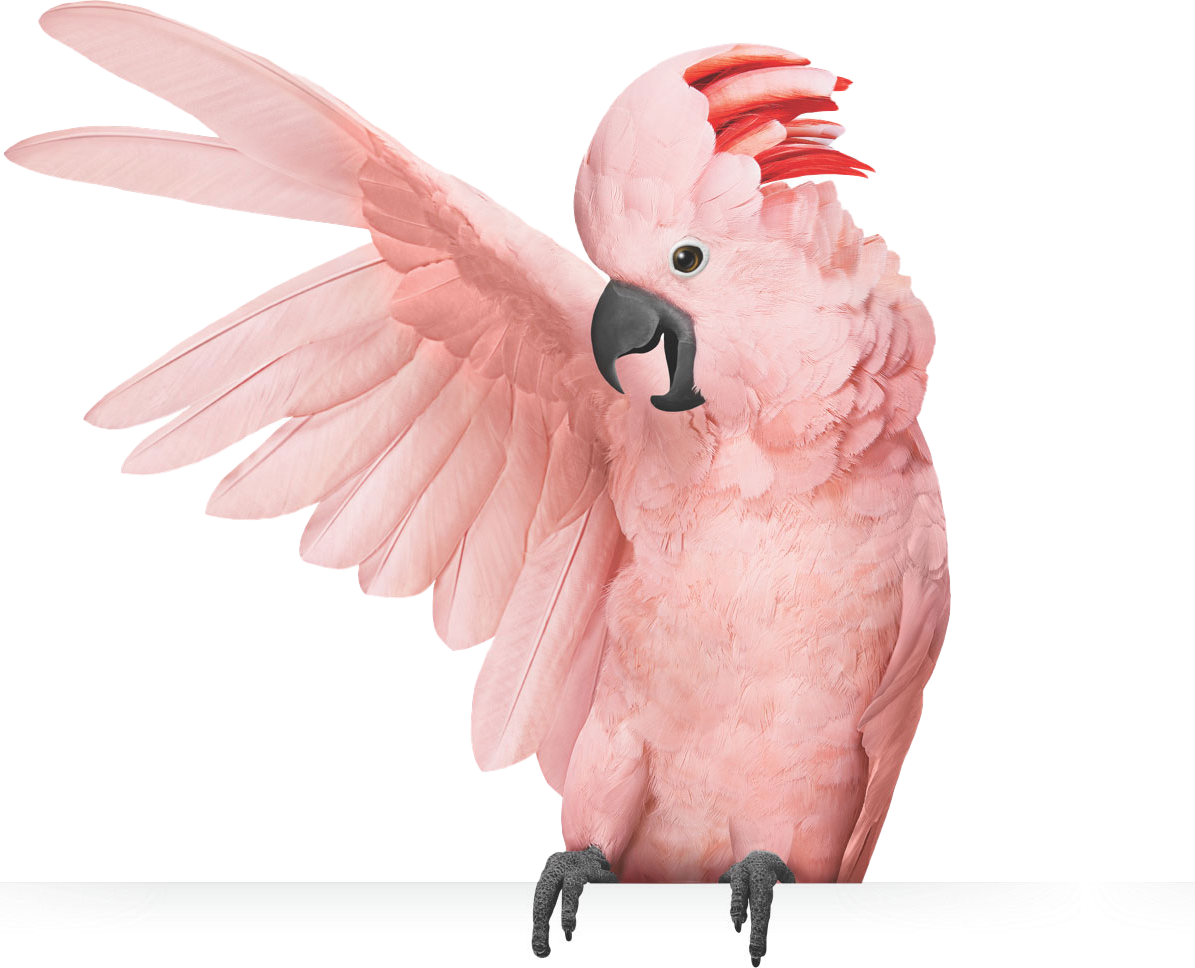 Cockatoo bird